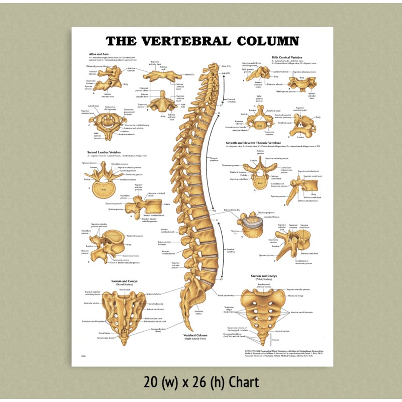 Back Talk Systems, Colorado » Vertebral Column Anatomical Chart